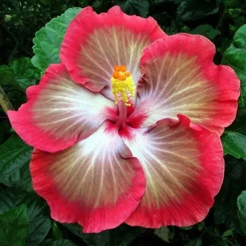 New Fresh 20 White Pink Red Hibiscus Seeds Flower Seed Flowers - $13.58