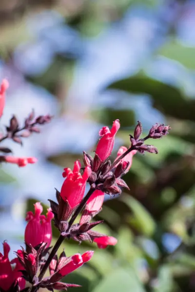 Top Seller 10 California Hummingbird Sage Salvia Spathacea Magenta Red F... - £13.05 GBP