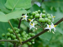 Pea Eggplant - Susumber - Turkey berry - Solanum torvum - 20+ seeds - So... - $86.95 MXN