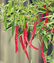 Bloomys 50 Hot Cayenne Long Slim Pepper Seeds Heirloom &amp; Non-Gmo Fresh SeedsUS S - $10.38