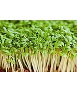 Cress Seed, Microgreen, Sprouting, 4 OZ, Non GMO - Country Creek Acres B... - £5.58 GBP