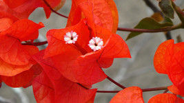 Live Plant Bougainvillea - 'Orange King' - £23.14 GBP