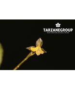 LEPANTHES VOLADOR XANTHINA MINIATURE ORCHID MOUNTED - $65.00