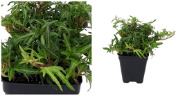 Tiny Ivy Leaves Finger English Feen Terrarium Fairy House Plant 2.5&quot; Pot... - £35.61 GBP