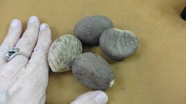 tn-19-8) 4 large natural Tagua Nut whole nuts craft Carving Dried plain ... - $18.74