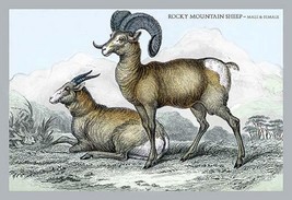 Rocky Mountain Sheep - Male &amp; Female by John Stewart - Art Print - £17.29 GBP+