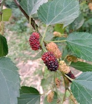 Morus Alba White Mulberry 40 Seeds USA Garden - £14.27 GBP