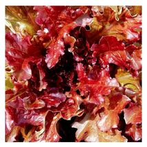 2000 Seeds Red Salad Bowl Lettuce NON-GMO Heirloom Fresh Garden Seeds - £15.81 GBP