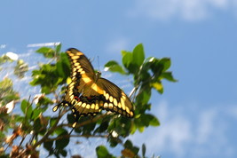 Tiger Swallowtail In Flight, 8x12 Photograph - $99.00