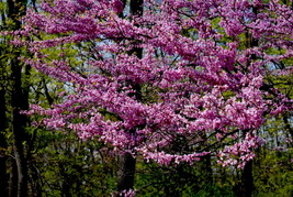 Cherry Blossoms #1, 8x12 Photograph - £77.40 GBP