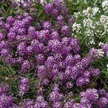 Adaptable Violet Queen Flower, 40 seeds, potted flower plants ornamental flowers - £7.61 GBP