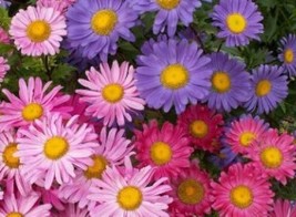 SINGLE MIX ASTER FLOWER SEEDS FREE SHIPPING 50 FRESH SEEDS - $2.34