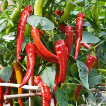 Cowhorn Hot Pepper Seeds 25+ Capsicum Anuum Red Cayenne Vegetable Heirloom From  - $7.06