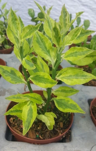 Devils Backbone Variegated Euphorbia Tithymaloides Live Succulent Live P... - $13.08