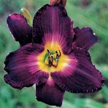 Live Plant Daylily Strutter&#39;s Ball Perennial Flower, Outdoor Plant, Flower Plant - £27.68 GBP