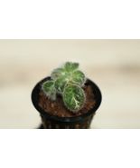 PRIMULINA SINOVIETNAMICA COMPANION PLANT POTTED - $33.15