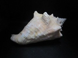 Juvenile conch from the upper Pleistocene (Enemian) shell decor aquarium - $143.55