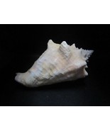 Juvenile conch from the upper Pleistocene (Enemian) shell decor aquarium - £114.39 GBP