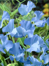 Blue Tall Sweet Pea Seeds - 100 Seeds Easy To Grow Seed - £4.80 GBP