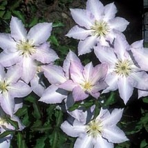 Gillian Blades Clematis 20 seeds - £7.85 GBP