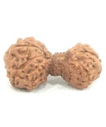 Rare 22 Mukhi Gauri Shankar Rudraksha - Java - IGL Certified - $12,732.60 MXN
