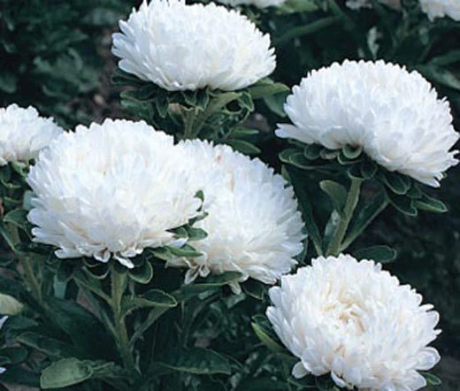 ASTER DWARF MILADY WHITE Callistephus Chinensis - 100 Bulk Seeds - $33.88