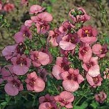 100 Pcs Pink Diascia Barberae Flower Seeds #MNSS - £11.78 GBP