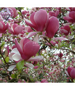 Yulan Magnolia Seeds Purple Tree Flower Seeds 10 Seeds Strong Fragrant F... - €4,07 EUR