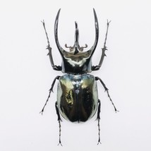 Cak Chalcosoma Atlas Keyboh Dried Insect Specimen Bug Collection Gifts for Him - £36.08 GBP