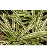 Variegated Reverse Color Airplane Starter Plant - £4.11 GBP