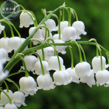 NEW BELLFARM Heirloom White Lily of the Valley Convallaria majalis Peren... - $7.49