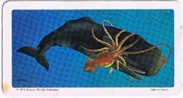 Brooke Bond Red Rose Tea Card #46 Sperm Whale Exploring The Ocean - $0.98