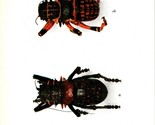 Vtg Postcard 1924-6 British Museum Natural History Exotic Orthoptera UNP... - £14.41 GBP