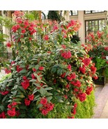 USA SELLER Cestrum Newellii Red Aka Hummingbird Plant Or Red Jasmine Wel... - $39.98