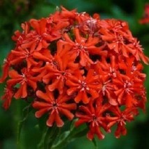 USA Seller 50 Lychins Red Maltese Cross Heirloom Deer Resistant Flower Seeds Fas - $21.51