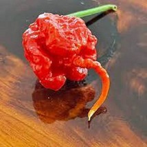 KBS 25 Seeds Trinidad 7 Pot/Pod Pepper Vegetables ing Edible Food Home G... - $208.73 MXN