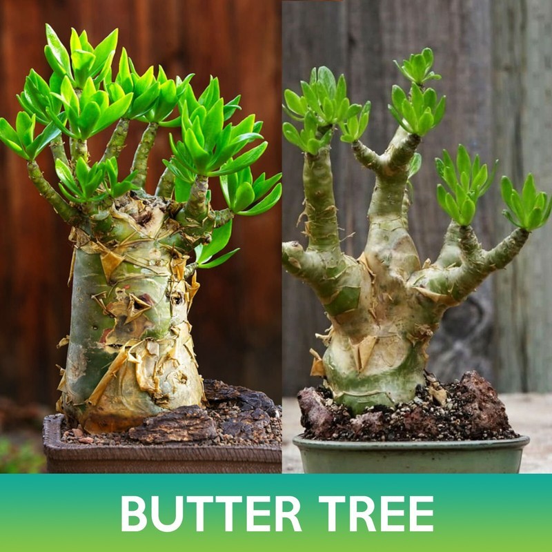 SDC Butter Tree Succulents Seeds Tylecodon Paniculatus Easy Grow - $16.20