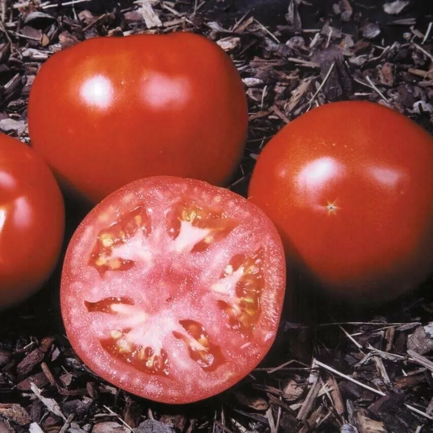 WTR 50 Seeds Amelia Tomato Garden Planting Tomatoes Planting Seeds - £7.06 GBP