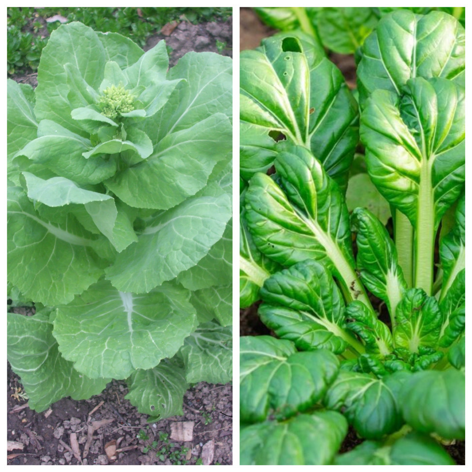 HSeeds 250 Napa And Tatsoi Seeds Mixed Organic - Free S/H - $2.63