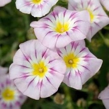 Morning Glory Ensign Rose Vine 35 Seeds Free Shipping - $4.00