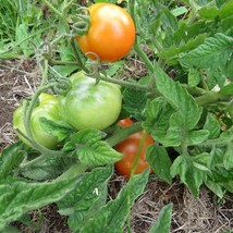 USA Seller Mpb#6 Patio 100 Tomato Seeds Patio Tomato Seeds - $23.94