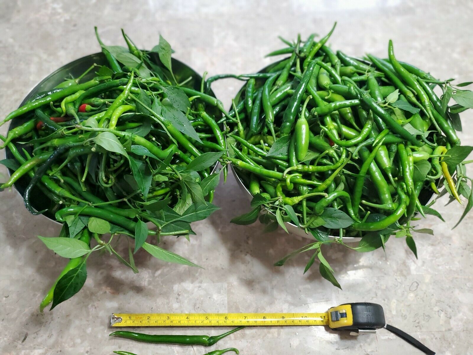 HEIRLOOM Finger Hot Chilli pepper 30+ SEEDS 100% Organic, Very high yield