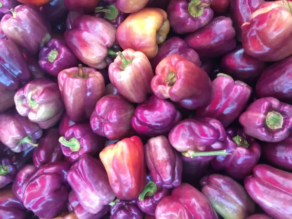 100 Lilac Bell Pepper Capsicum Annuum Sweet Mild Purple Vegetable Seeds ... - £6.29 GBP