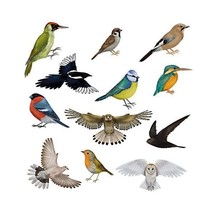 12 Brilliant Bird Window Clings by Articlings - 11 Different Birds &amp; 1 Owl - Non - £11.96 GBP