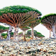 FROM USA 1,000 Seeds Dragons Blood Tree (Dracaena draco) Dragon Canary Island Pa - £215.95 GBP