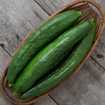 Long Green Improved Cucumber Seeds 50+ Vegetable Garden - $9.80