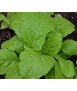 VCS 1200 Seeds Organic Florida Broadleaf Mustard Green Seeds Hột Cải Bẹ ... - $20.30 CAD