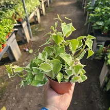 Variegated Wax Ivy | Trailing Plant  | 2in pot - $10.88