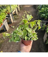 Variegated Wax Ivy | Trailing Plant  | 2in pot - €9,34 EUR Variegated Wax Ivy | Trailing Plant  | 2in pot - €9,34 EUR