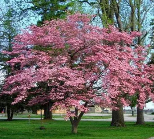 2 Pink Flowering Dogwood Trees 10-18&quot; Tall Quarts Live Plantsted - £66.52 GBP
